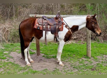 Spotted Saddle Horse, Klacz, 13 lat, 152 cm, Tobiano wszelkich maści