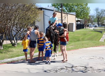 Spotted Saddle Horse, Klacz, 14 lat, 152 cm, Srokata