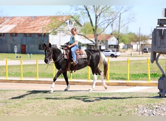 Spotted Saddle Horse, Klacz, 14 lat, 152 cm, Srokata