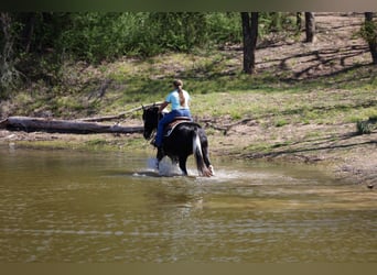 Spotted Saddle Horse, Klacz, 14 lat, 152 cm, Srokata