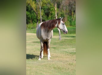 Spotted Saddle Horse, Klacz, 14 lat, Jelenia
