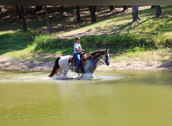 Spotted Saddle Horse, Klacz, 14 lat, Jelenia