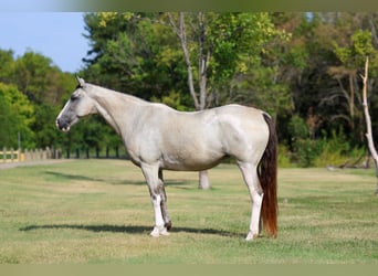 Spotted Saddle Horse, Klacz, 14 lat, Jelenia