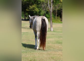 Spotted Saddle Horse, Klacz, 14 lat, Jelenia