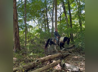 Spotted Saddle Horse, Klacz, 4 lat, 155 cm, Srokata