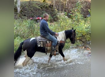 Spotted Saddle Horse, Klacz, 5 lat, 155 cm, Srokata