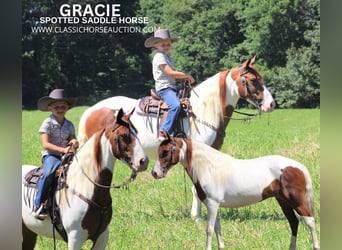 Spotted Saddle Horse, Klacz, 6 lat, 132 cm, Cisawa