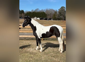 Spotted Saddle Horse, Klacz, 7 lat, 152 cm, Kara