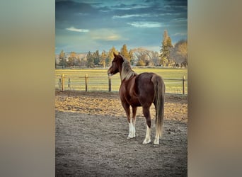 Spotted Saddle Horse, Klacz, 8 lat, 152 cm, Ciemnokasztanowata