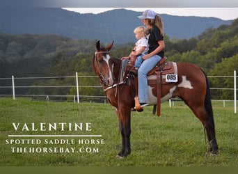 Spotted Saddle Horse, Klacz, 8 lat, 152 cm, Gniada