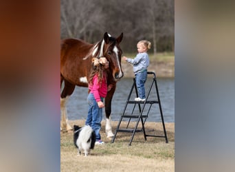 Spotted Saddle Horse, Mare, 12 years, 15.2 hh, Pinto