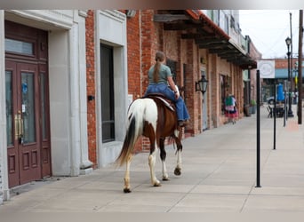 Spotted Saddle Horse, Mare, 12 years, 15,2 hh, Pinto