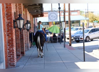 Spotted Saddle Horse, Mare, 14 years, 15 hh, Pinto