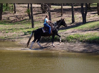 Spotted Saddle Horse, Mare, 14 years, 15 hh, Pinto