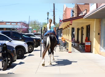 Spotted Saddle Horse, Mare, 14 years, 15 hh, Pinto