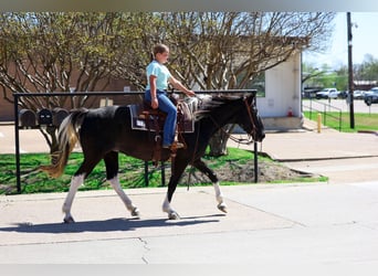 Spotted Saddle Horse, Mare, 14 years, 15 hh, Pinto