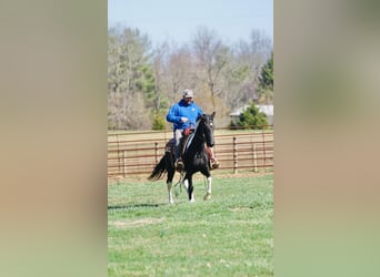 Spotted Saddle Horse, Mare, 3 years, 14 hh, Pinto