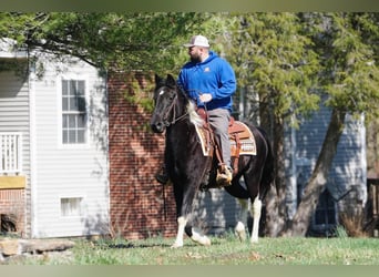 Spotted Saddle Horse, Mare, 3 years, 14 hh, Pinto