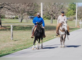 Spotted Saddle Horse, Mare, 3 years, 14 hh, Pinto