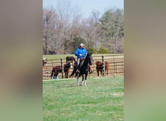 Spotted Saddle Horse, Mare, 3 years, 14 hh, Pinto