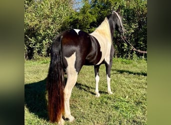 Spotted Saddle Horse, Mare, 4 years, 15,1 hh, Pinto