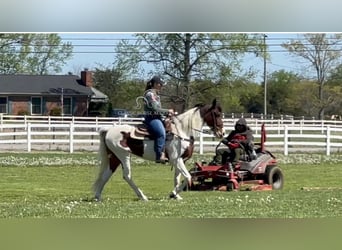 Spotted Saddle Horse, Mare, 5 years, 15 hh, Bay