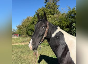 Spotted Saddle Horse, Mare, 5 years, 15,1 hh, Pinto