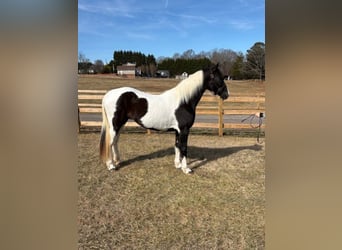 Spotted Saddle Horse, Mare, 7 years, 15 hh, Black