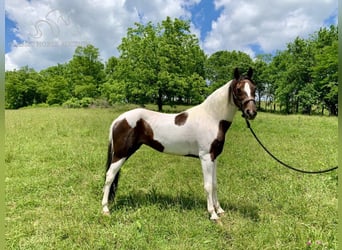 Spotted Saddle Horse, Mare, 9 years, 14 hh, Tobiano-all-colors