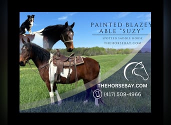 Spotted Saddle Horse, Merrie, 10 Jaar, 160 cm, Tobiano-alle-kleuren