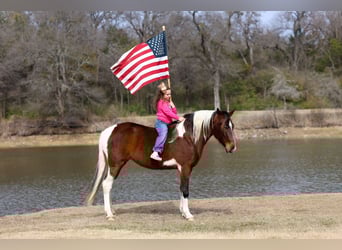 Spotted Saddle Horse, Merrie, 12 Jaar, 157 cm, Gevlekt-paard
