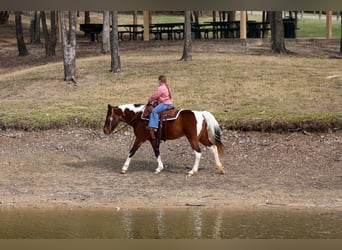 Spotted Saddle Horse, Merrie, 12 Jaar, 157 cm, Gevlekt-paard
