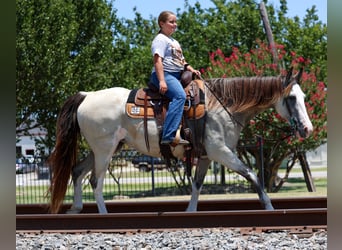 Spotted Saddle Horse, Merrie, 14 Jaar, Gevlekt-paard