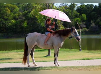 Spotted Saddle Horse, Merrie, 16 Jaar, Tobiano-alle-kleuren