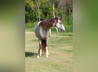 Spotted Saddle Horse, Merrie, 16 Jaar, Tobiano-alle-kleuren