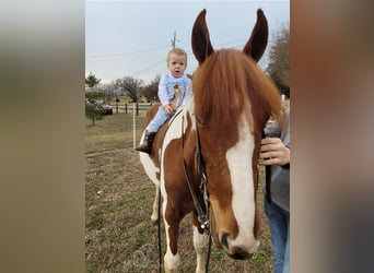 Spotted Saddle Horse, Merrie, 4 Jaar, 152 cm, Roodvos