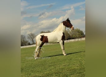 Spotted Saddle Horse, Merrie, 5 Jaar, 152 cm, Roodbruin