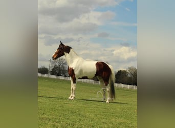 Spotted Saddle Horse, Merrie, 5 Jaar, 152 cm, Roodbruin