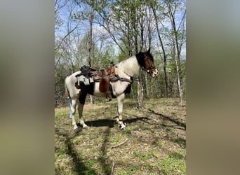 Spotted Saddle Horse, Merrie, 5 Jaar, 152 cm, Roodbruin