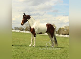Spotted Saddle Horse, Merrie, 5 Jaar, 152 cm, Roodbruin