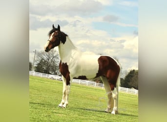 Spotted Saddle Horse, Merrie, 5 Jaar, 152 cm, Roodbruin