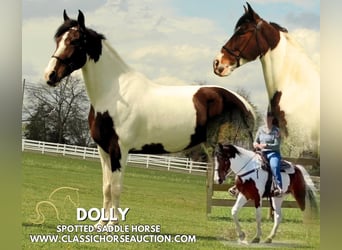 Spotted Saddle Horse, Merrie, 5 Jaar, 152 cm, Roodbruin