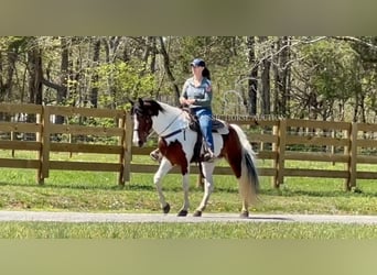 Spotted Saddle Horse, Merrie, 5 Jaar, 152 cm, Roodbruin