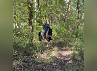 Spotted Saddle Horse, Merrie, 5 Jaar, 155 cm, Gevlekt-paard