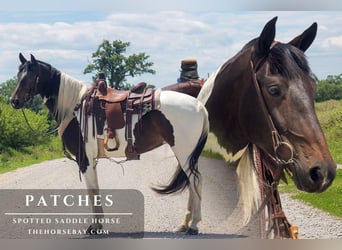 Spotted Saddle Horse, Merrie, 6 Jaar, 157 cm, Roodbruin