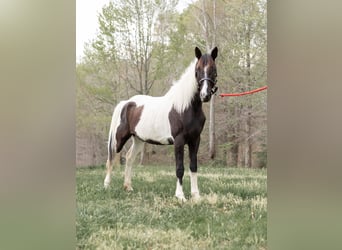 Spotted Saddle Horse, Merrie, 7 Jaar, 152 cm, Zwart