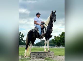Spotted Saddle Horse, Ogier, 2 lat, 152 cm, Tobiano wszelkich maści