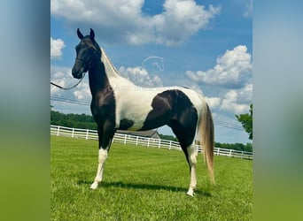 Spotted Saddle Horse, Ogier, 2 lat, 152 cm, Tobiano wszelkich maści