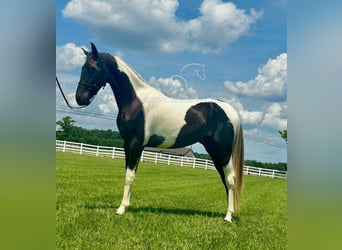 Spotted Saddle Horse, Ogier, 2 lat, 152 cm, Tobiano wszelkich maści