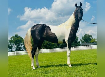 Spotted Saddle Horse, Ogier, 2 lat, 152 cm, Tobiano wszelkich maści